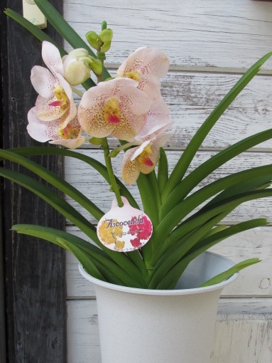 ●アスコセンダ●Ascd.ダブディムベルベッドxAscd.ジラパパ●B●