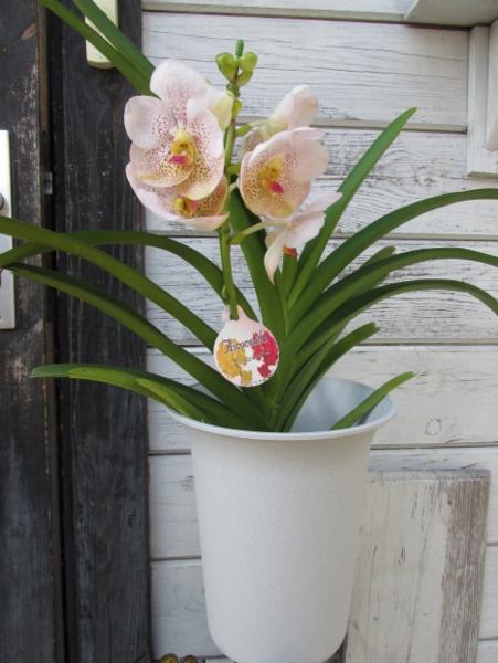 ●アスコセンダ●Ascd.ダブディムベルベッドxAscd.ジラパパ●B●