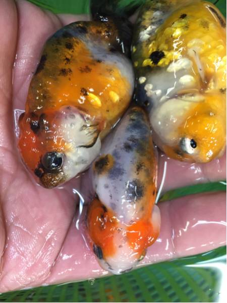 中国産 江戸錦 頭ぼっこり 3匹セット