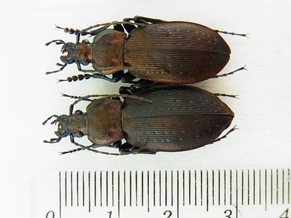 貴重標本】インド産 バラデバマルバネクワガタNeolucanus baladeba