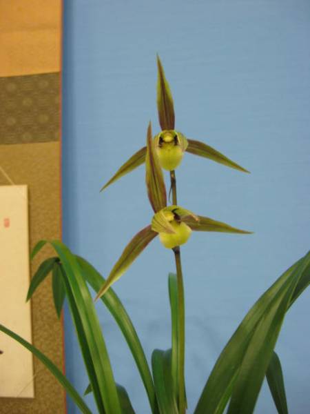 ★寒蘭★27-4 白西平 一の谷産 採取品 「未開花」新木小木1条