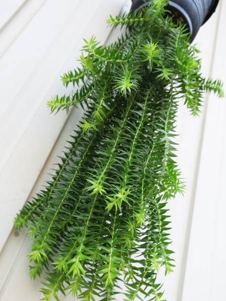 （◎＿◎；）★ヨウラクヒバ★H. phlegmaria★ミャンマー産★★