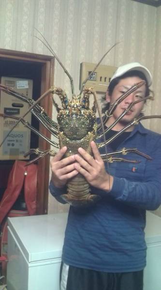 沖縄県産　超特大伊勢海老　　1900ｇ　　1尾