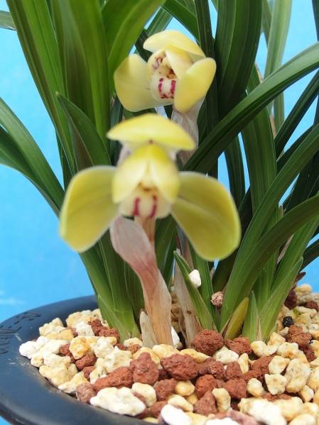 ☆　日本春蘭　富貴の光　花１付　寒蘭　☆