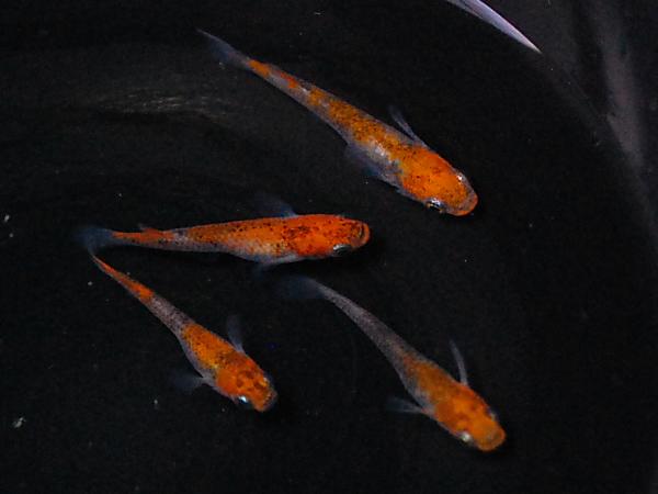 ☆天領めだか【B22】三色錦透明鱗　オスメス♂♀2ペア　4匹