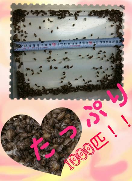 デュビアベビー