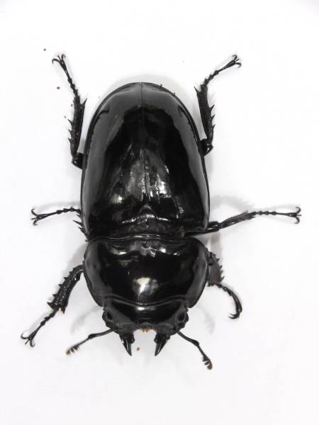 虫神蔵】宮崎県産 大型ノコギリクワガタ ♂70.70mm ペア