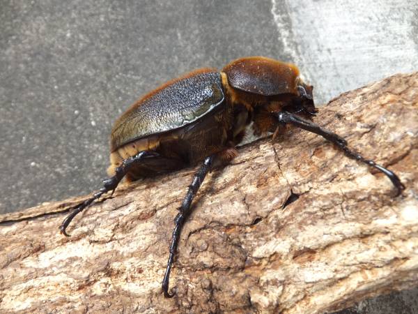 MD血統ヘラクレス 大型♀75mm