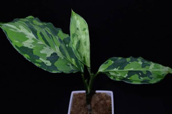 アグラオネマピクタムトリカラー[白玉] ＜AZ 0912－1＞_1