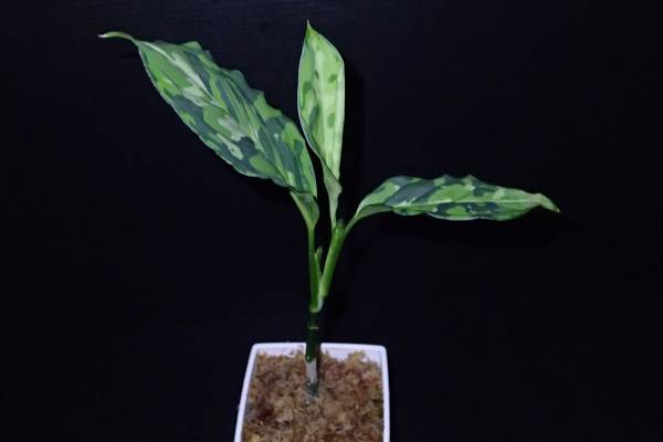 アグラオネマピクタムトリカラー[白玉] ＜AZ 0912－1＞_2