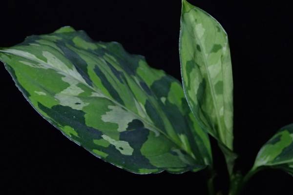 アグラオネマピクタムトリカラー[白玉] ＜AZ 0912－1＞_3