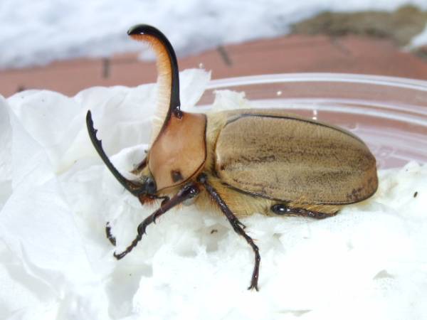 ◆◇ゴロファ・スパサ　幼虫◇◆