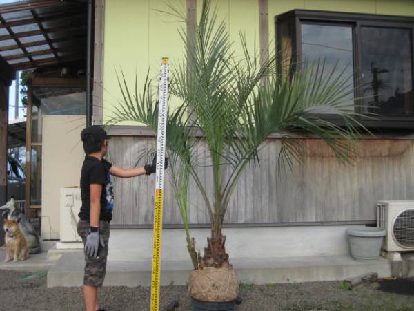 新作入荷，100%新品 １円 ココスヤシ ２株 南国樹木(植木、庭木)｜売買されたオークション情報、yahooの商品情報をアーカイブ公開 - オークファン 植木、庭木