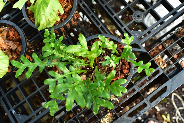 Drynaria bonii dwarf from philippine 　@bikamori ドリナリア