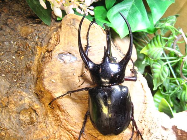 NO5 成虫・　コーカサスオオカブト　♂113ミリペアー・ジャワ
