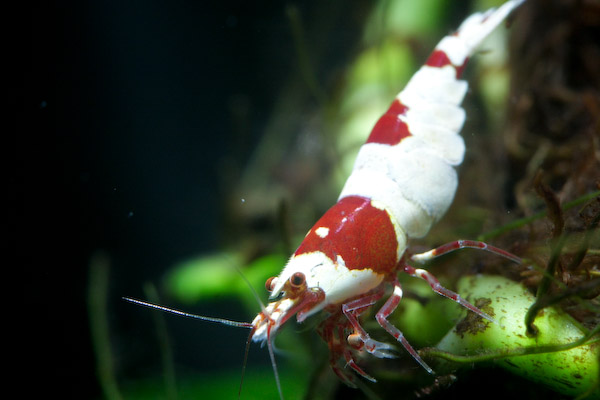 Bands ～レッドビーシュリンプ　メス その2　0326_1