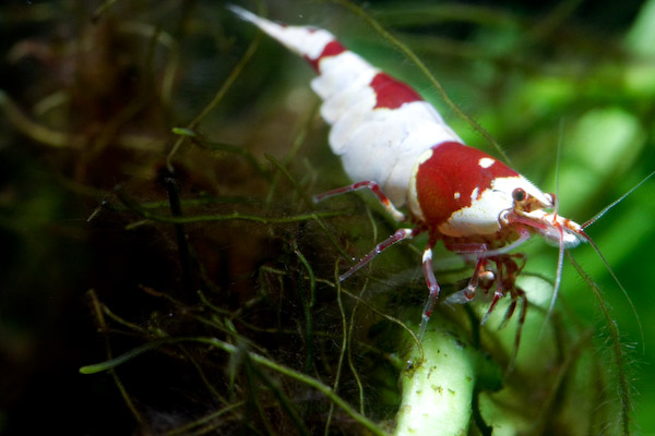 Bands ～レッドビーシュリンプ　メス その2　0326_2