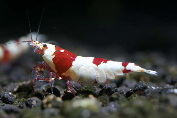 Bands ～レッドビーシュリンプ　メス その2　0326_3