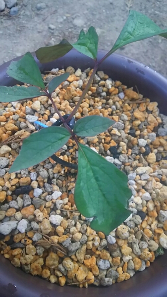 山野草 斑入り 山シャクヤク 銀ノリ