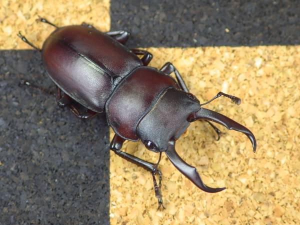 【N11】朱い種子島のコクワガタ☆ ヤクシマコクワ WD成虫♂2♀2