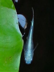 ∞水都めだか∞ Vol.340 鉄仮面 みゆき 幹之 金系入☆稚魚25匹☆