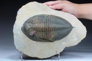 MF 化石 三葉虫 超レア! 高品位! オクラホマ産 ディクラヌルス!!