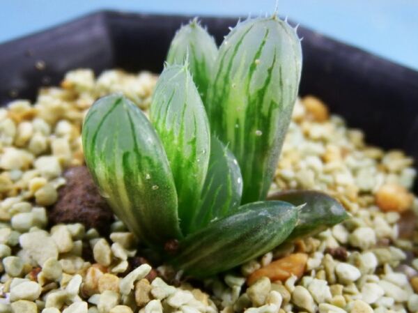 サボテン 多肉植物 2 ハオルチア オブツーサ錦 極上斑 花、園芸 観葉
