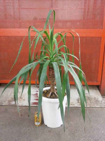 ☆ドラセナ・ドラコ☆8号☆竜血樹☆【現品】 観葉植物 ドラコ 竜血樹