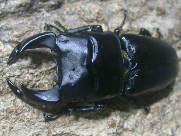 国産オオクワガタ　２ペア　＋　♀１頭　♪77-3