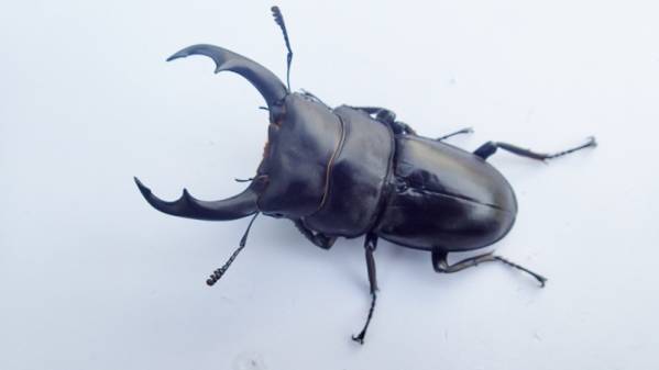 シェンクリングオオクワガタ 安心の1♂2♀ペア(4)