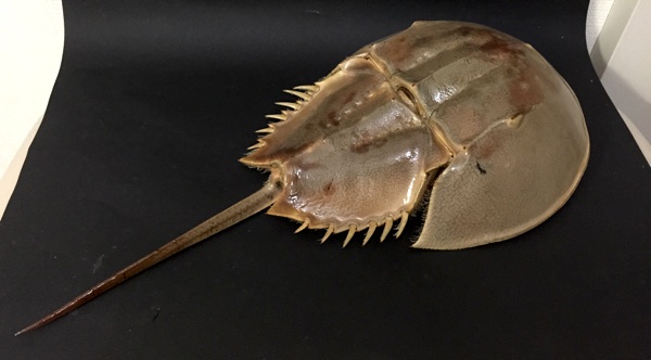 大きなカブトガニの抜け殻 35cm 野生カブトガニ脱皮殻 約35センチ