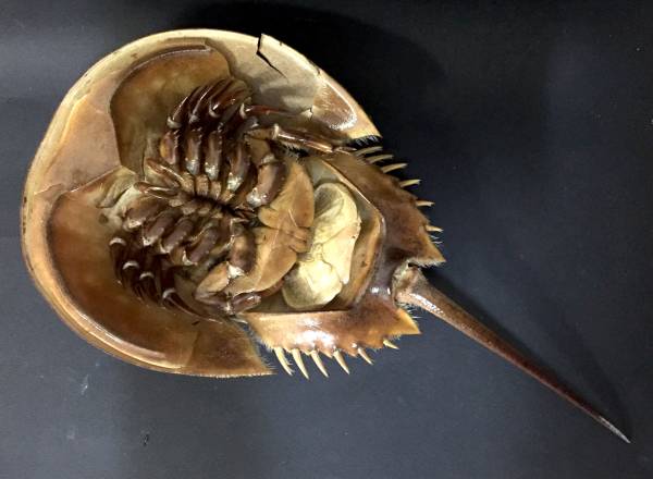 野生 カブトガニ脱皮殻 約35センチ 大きなカブトガニの抜け殻 35cm