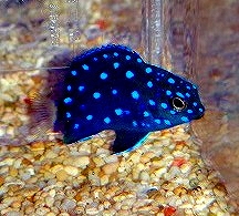 死着保証有　代引き可能　ジュエルダムセル