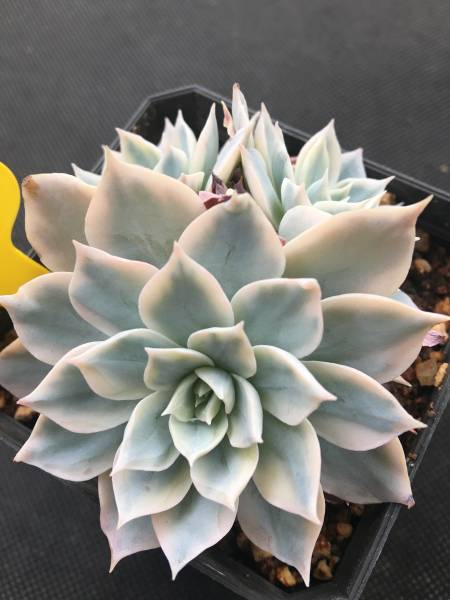 C600 多肉 エケベリア ( Echeveria peacockii subsessilis)錦 C600 多肉 エケベリア ( Echeveria peacockii subsessilis)錦