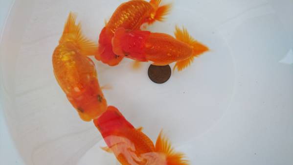 【らんちゅう杜の都 】368番 水戸の荻谷富士夫氏系統　４匹