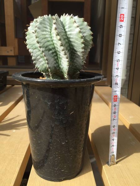 ユーフォルビア ホリダ