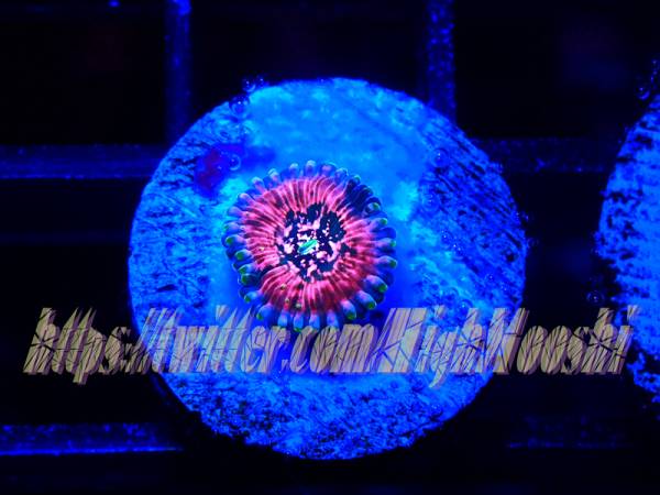 HIGH MOOSHI「Psycho Shocker」マメスナ N2619 777円スタート