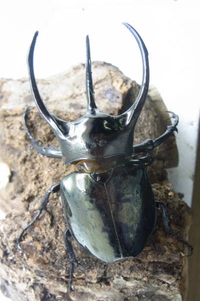 ≪天然！　ミンダナオアトラス　９７ミリ 　成虫ペア≫