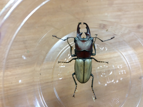 WF1 ビコロールホソアカ 新成虫 2ペア ②（別ライン）