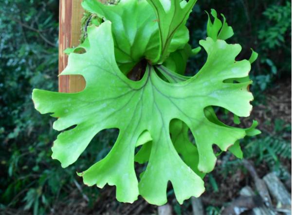スーパーワイド P.ridleyi wide form リドレイ ビカクシダ 観葉植物