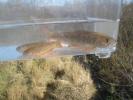 元気いっぱい ＾o＾ 北の大地より アメマス エゾイワナ 5匹(川魚)｜売買されたオークション情報、yahooの商品情報をアーカイブ公開 - オークファン その他
