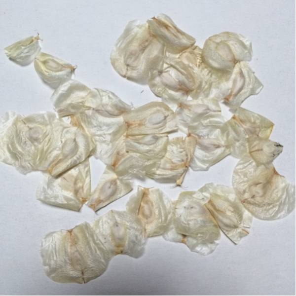 ★シーズンオフ売り切り大特価！奇想天外Welwitschia 種子33粒