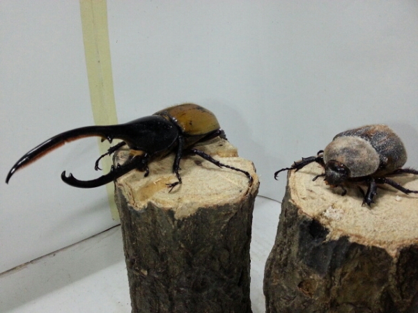 ①札幌 ヘラクレスエクアトリアヌス♂150！♀72