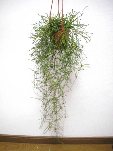 ホヤ　レツーサ　吊り鉢　１