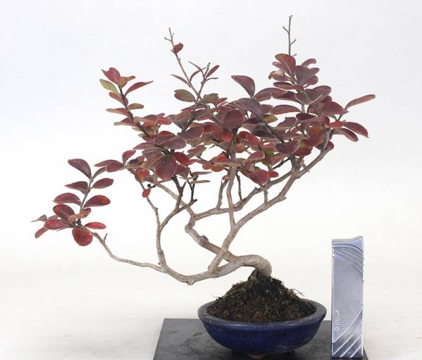 群小品盆栽の会　紅葉の「サルスベリ」　樹高17ｃｍ