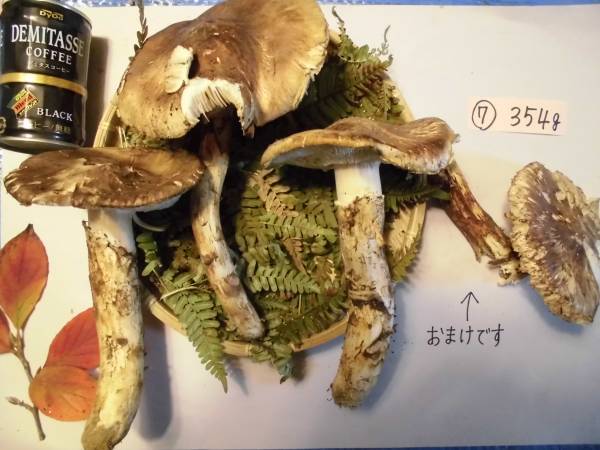 北海道産地】9月7日収穫！美味しい松茸 239g 北海道産地】9月7日収穫