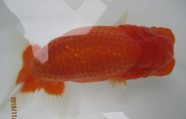 【天明らんちゅう】■厳選本命魚■■　特選魚当歳大会用　■4