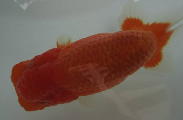 【天明らんちゅう】■厳選本命魚■■　特選魚当歳大会用　■4