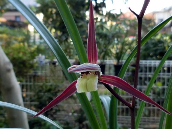 薩摩寒蘭“大泉” 濃紅・前面無点、成木、花付き ラン 鉢植え 【公式通販】