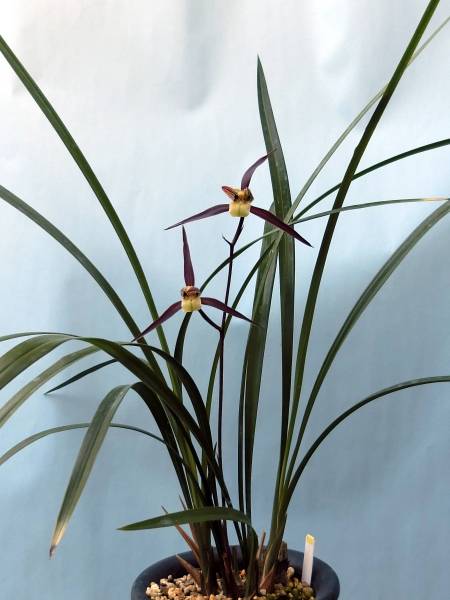 薩摩寒蘭“大泉” 濃紅・前面無点、成木、花付き ラン 鉢植え 【公式通販】